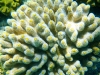 great-barrier-reef-11-small