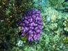 reef-shots-005-small