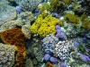 reef-shots-016-small