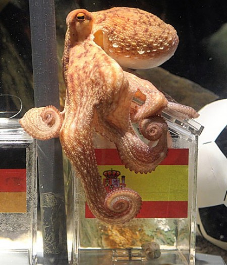 Paul Octopus Dead